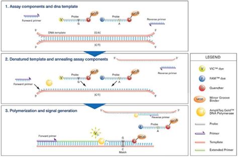 How TaqMan Assays Work .